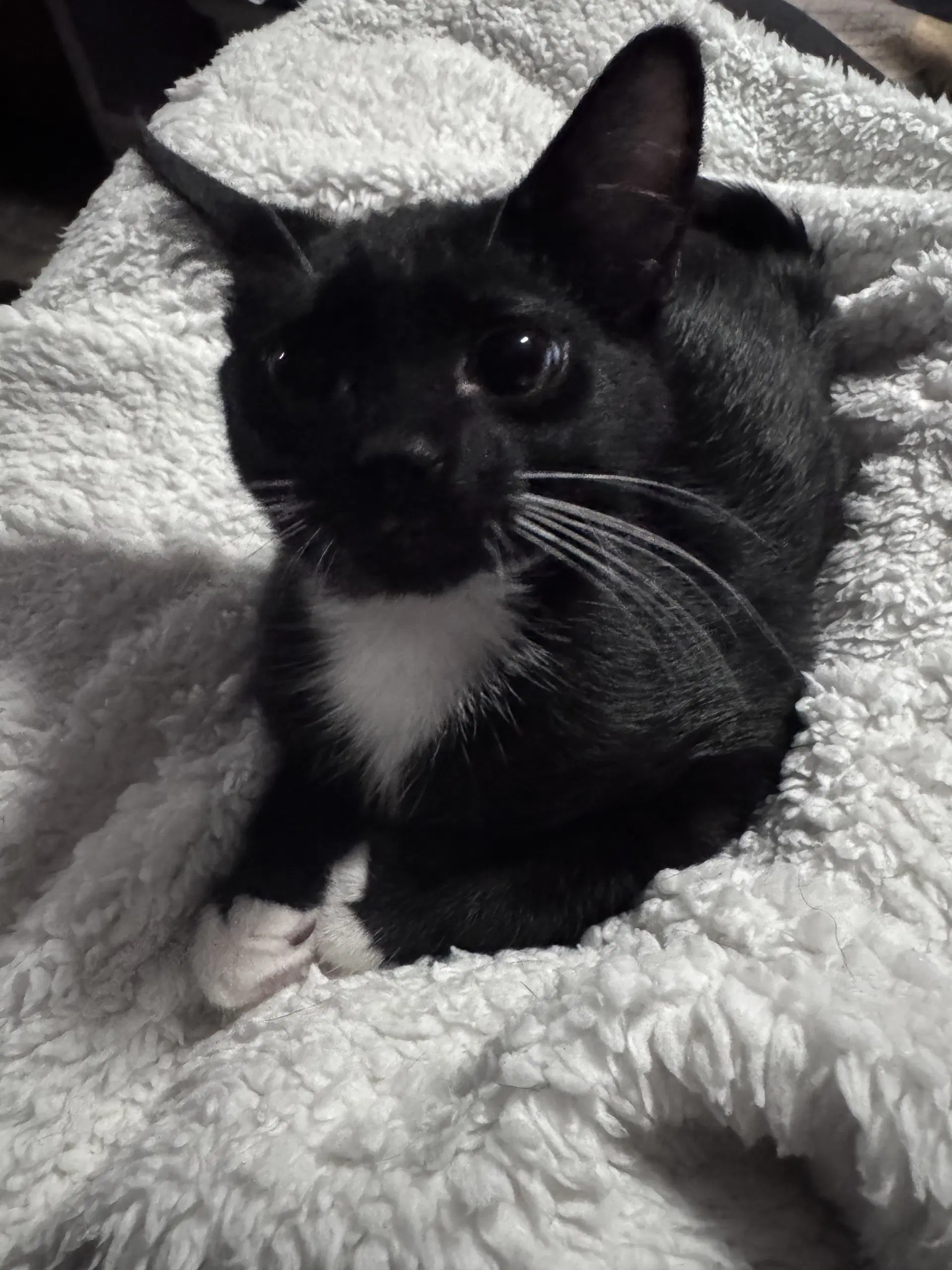 David Bowie - Domestic Short Hair
