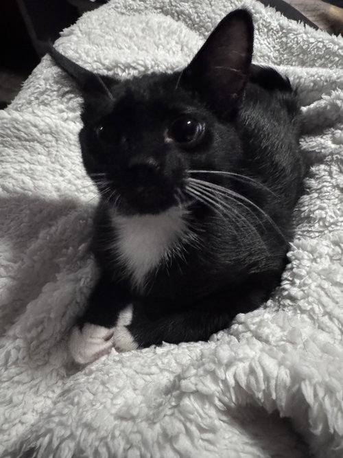 picture of the cat needing adoption