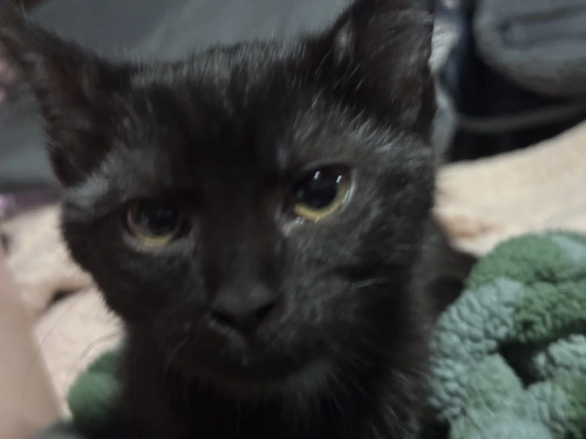 Baby Spicey - Domestic Short Hair