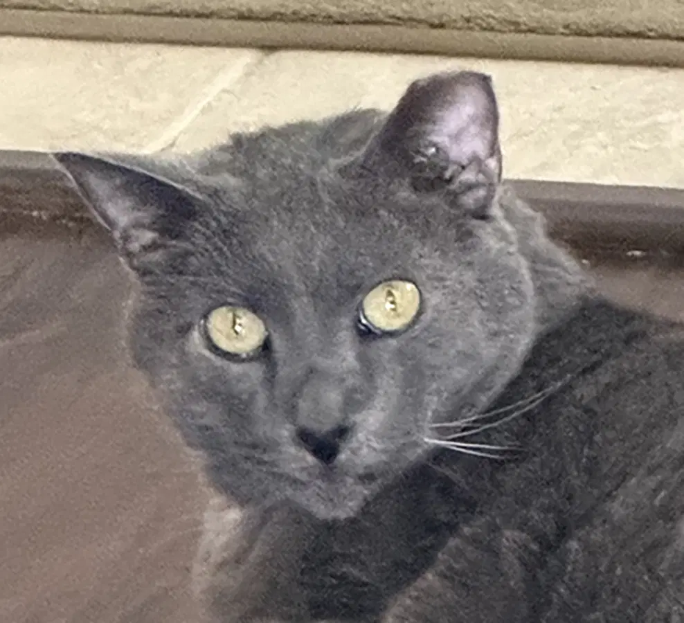 Julian Courtesy Post - Domestic Medium Hair
