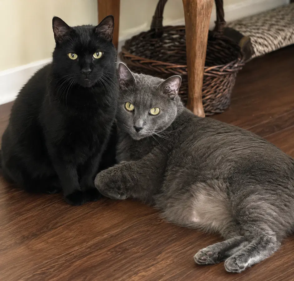 Turbo  Julian Video - Domestic Medium Hair