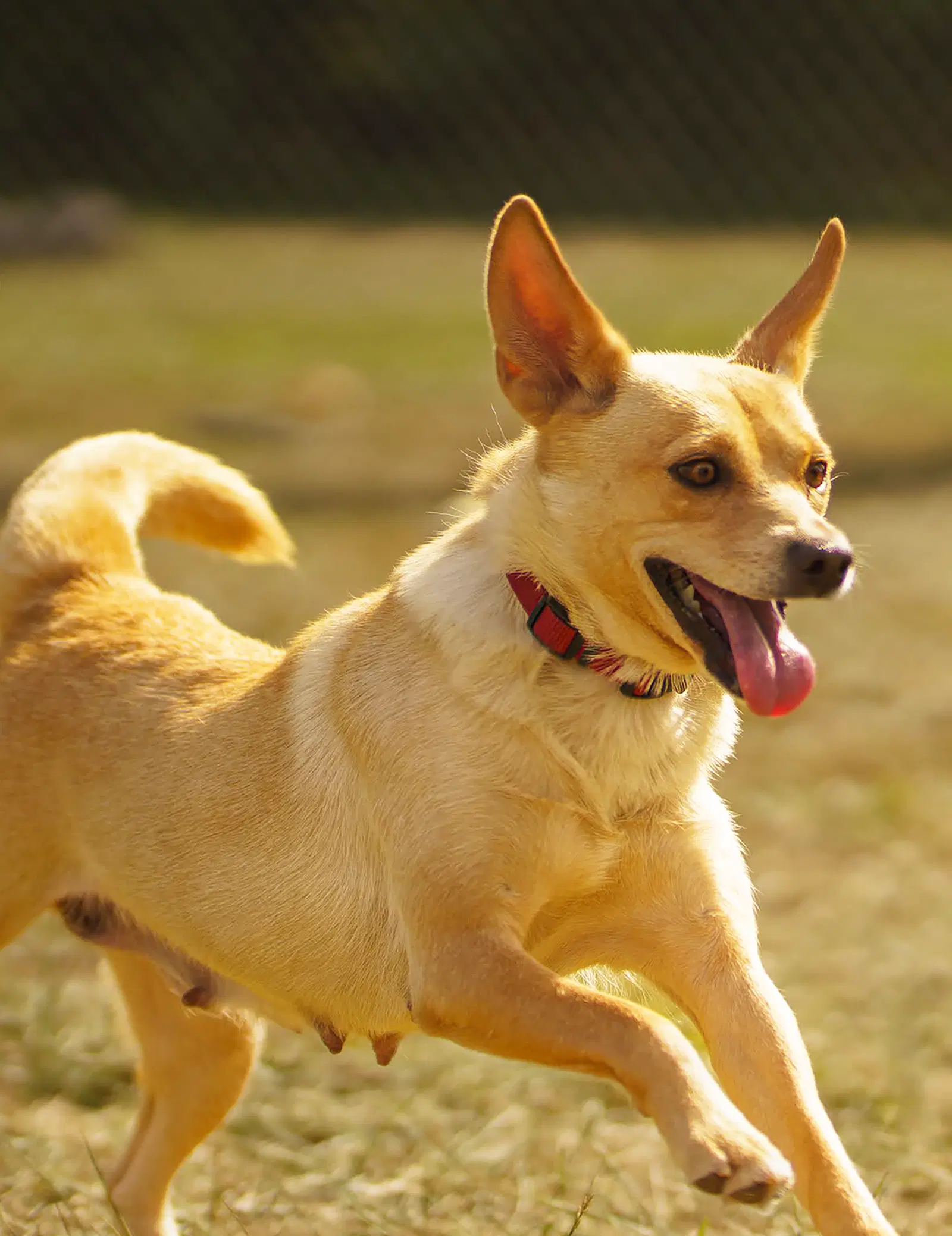 Bonnie - Aussie shepherd/corgi/sheltie mix