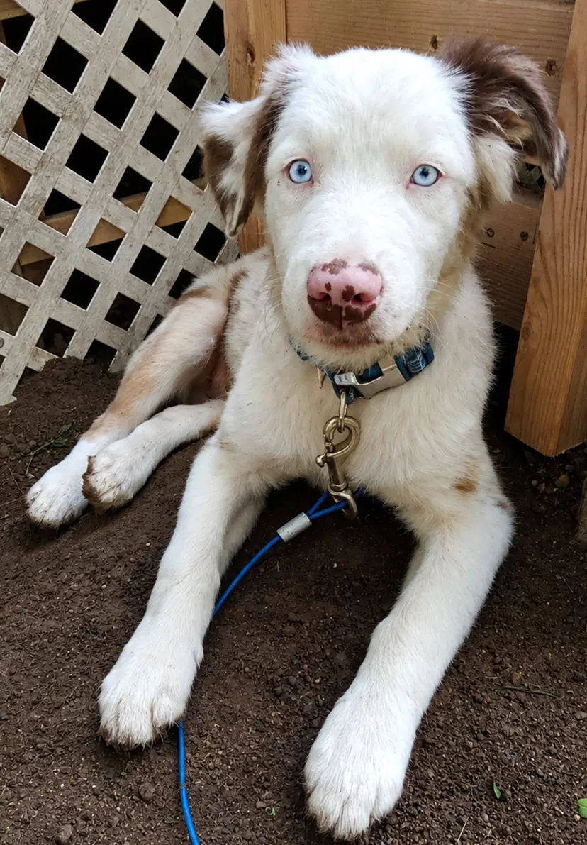 Gerault Puppy - Australian Shepherd