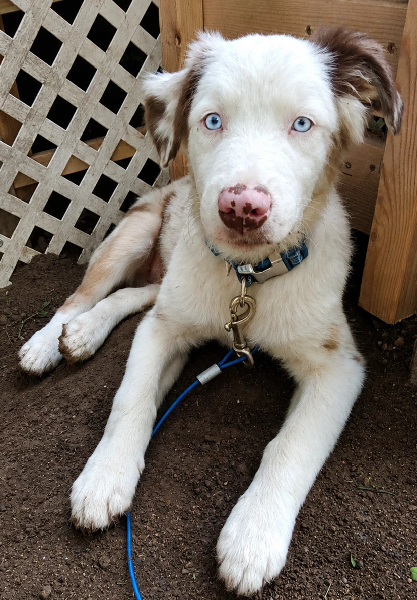 Gerault Puppy