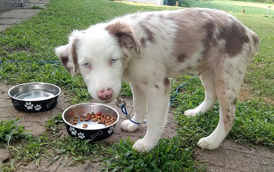Gerault Puppy image 2