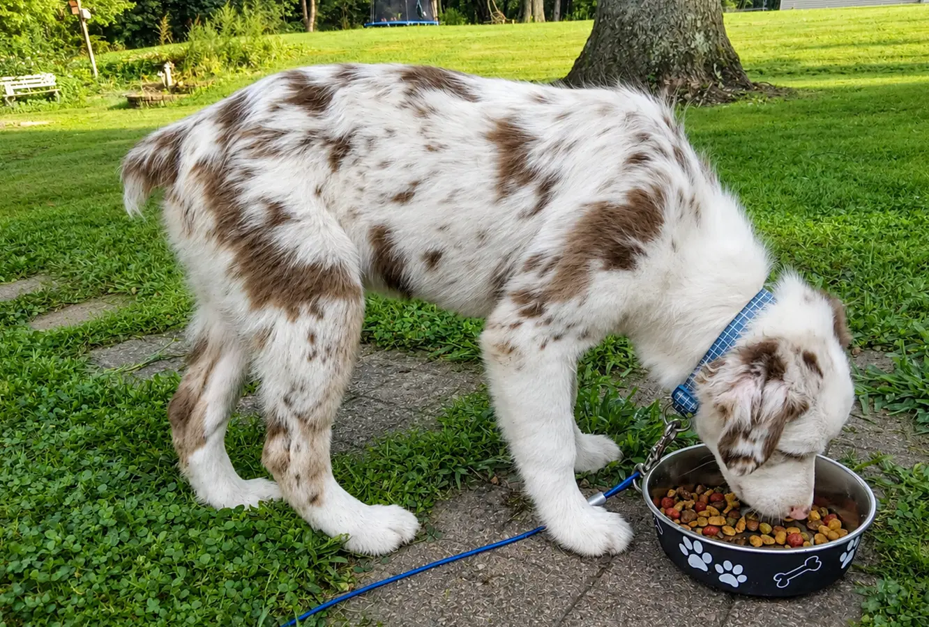 Gerault Puppy image 3