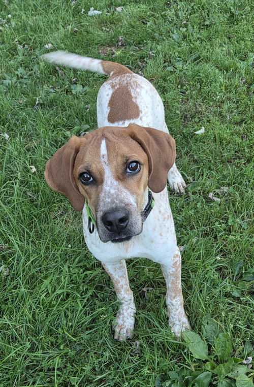 picture of the dog needing adoption