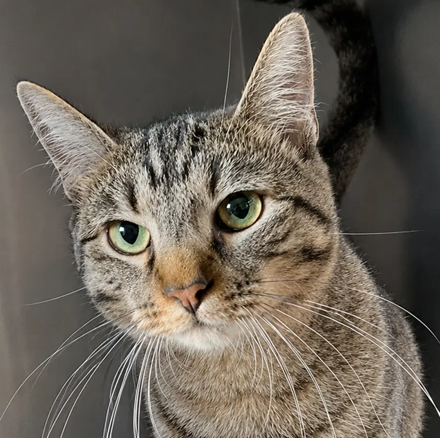 Zava - Domestic Short Hair