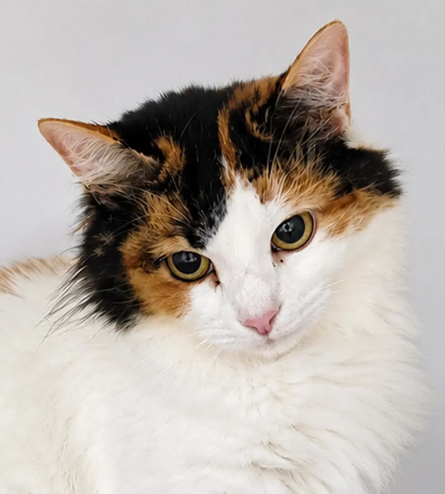 Anni - Domestic Medium Hair