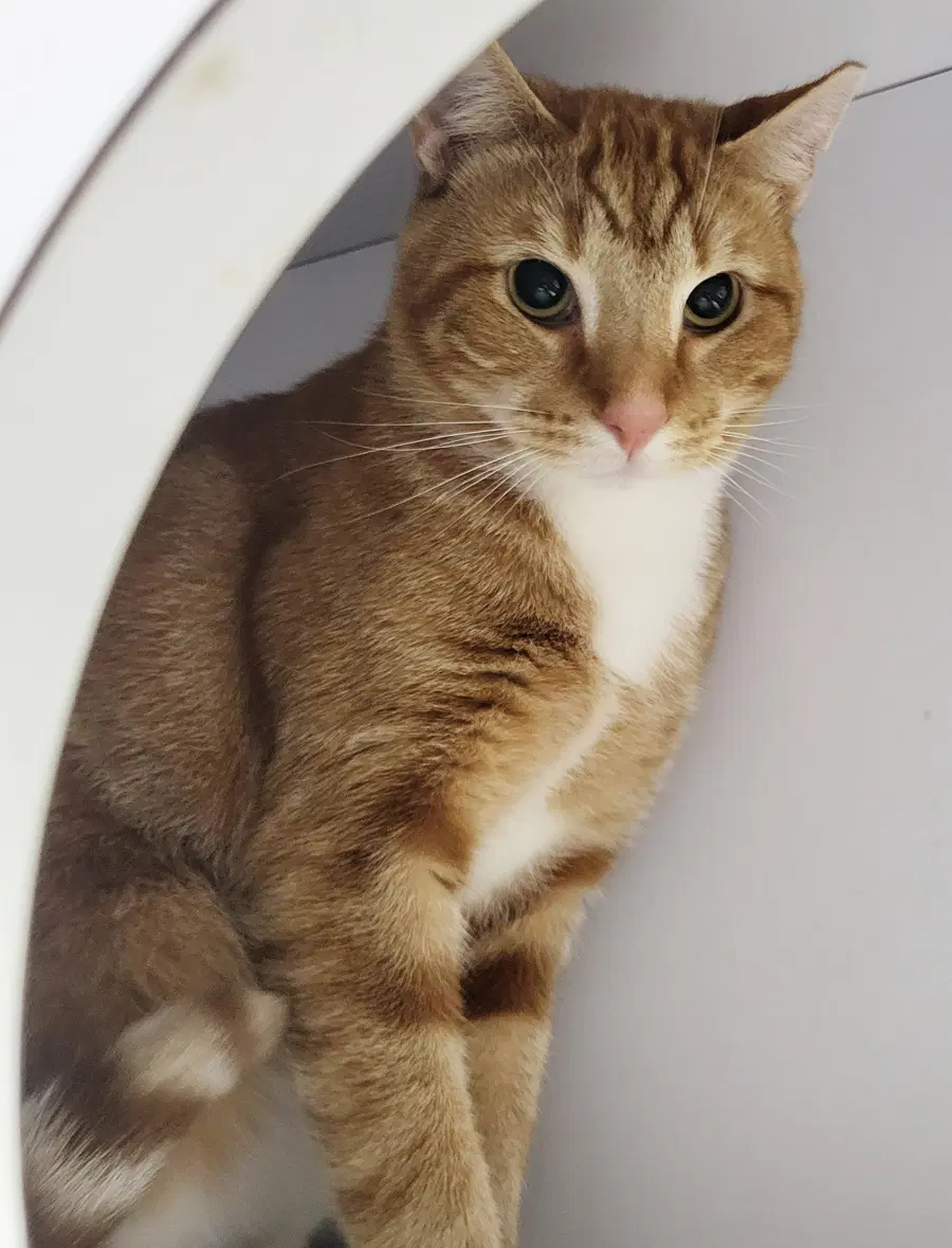 Fritatta Fiv - Domestic Short Hair