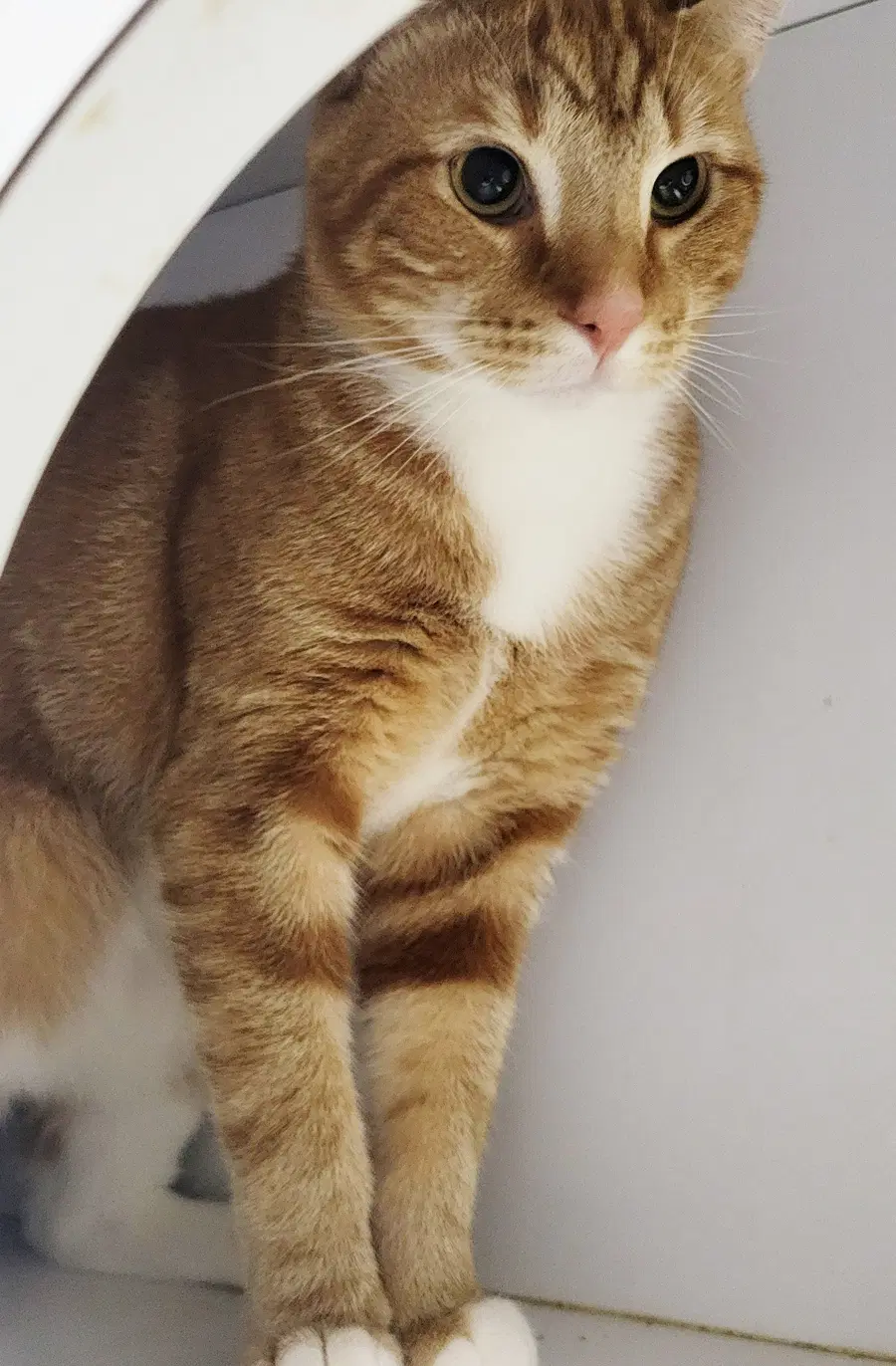 Fritatta Fiv image 3