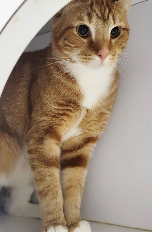Photo 3 of Fritatta *FIV+*