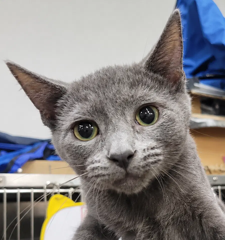 Kitten Quay - Domestic Short Hair