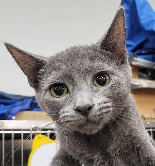 picture of the cat needing adoption