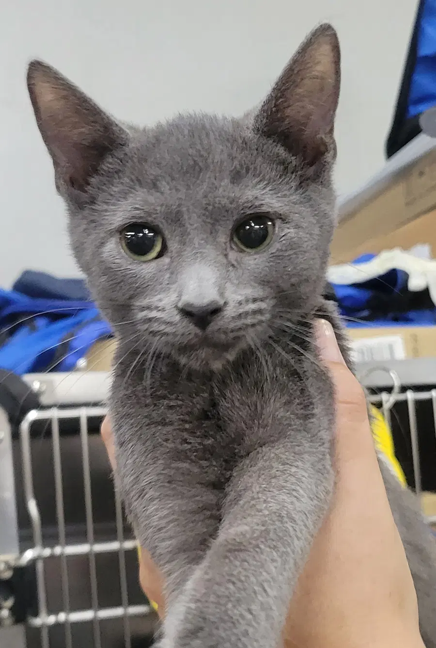 Kitten Quay image 2