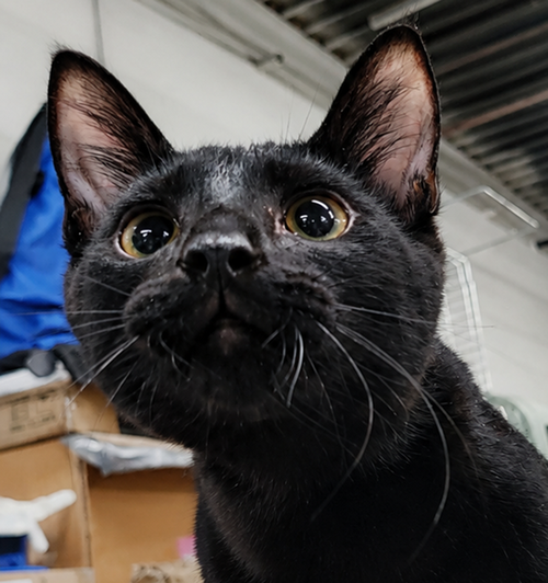 picture of the cat needing adoption