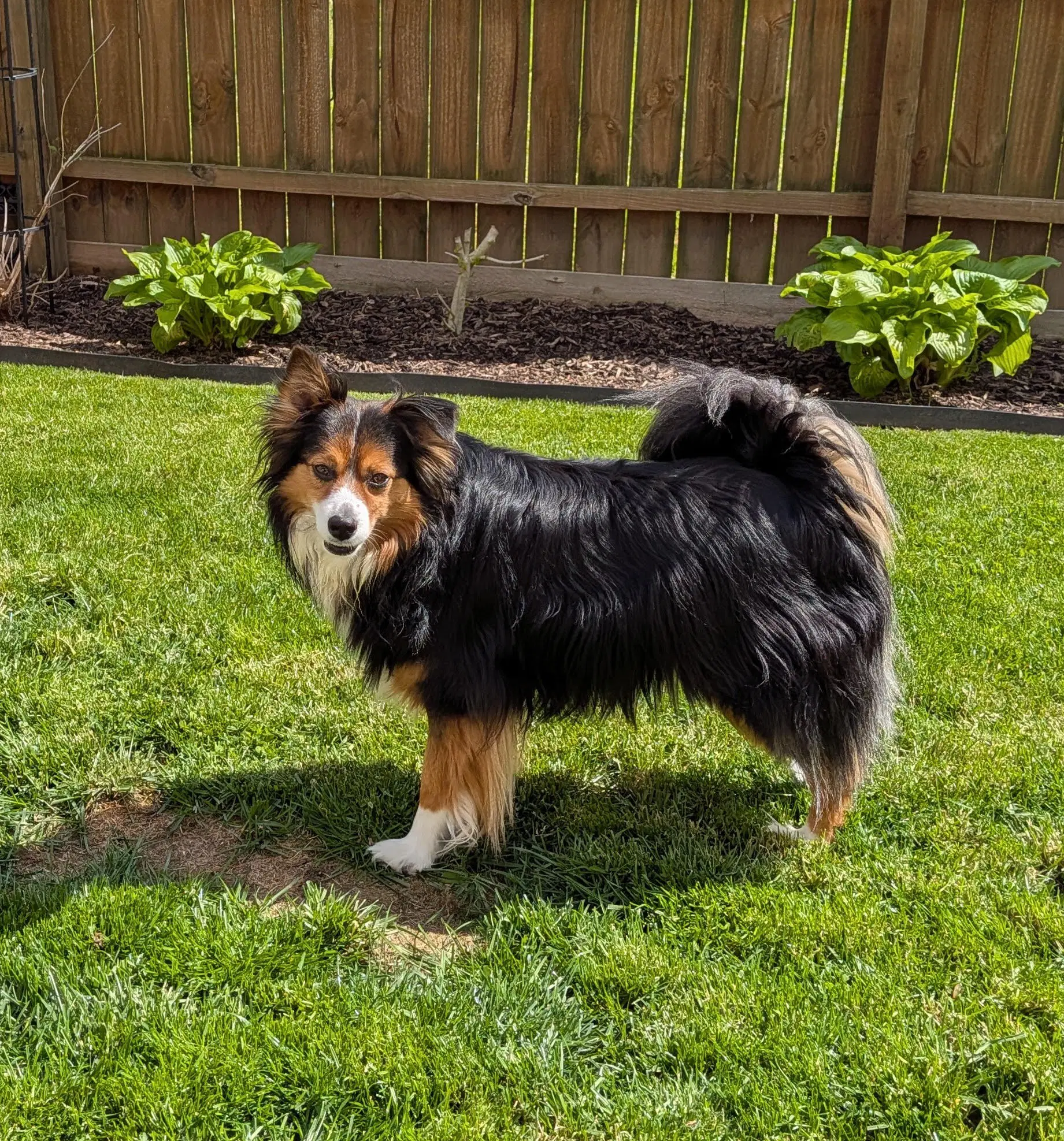 Chippy - Shetland Sheepdog Sheltie