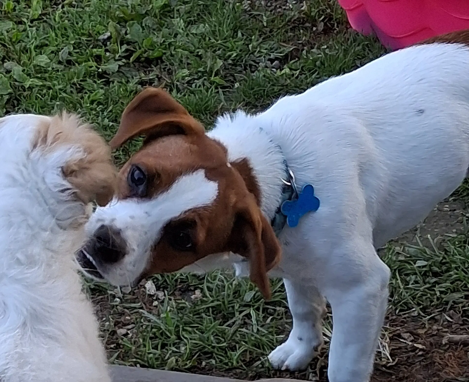 Lil Belle She's Deaf image 2