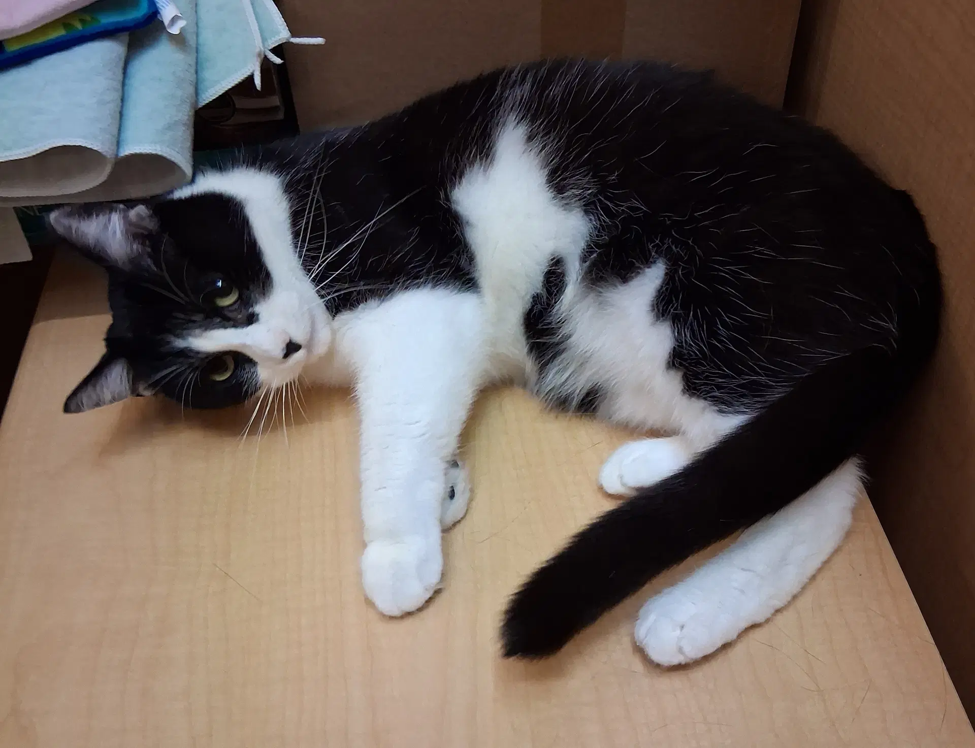 Slush  Medina Petsmart Watch Her Video - Domestic Medium Hair