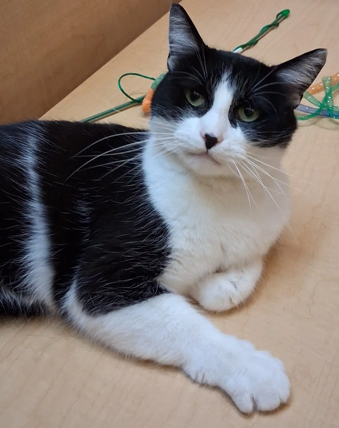 Slush  Medina Petsmart Watch Her Video image 3