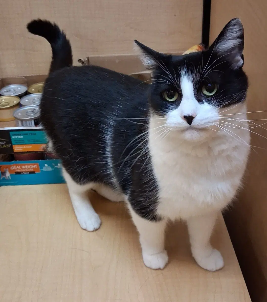 Slush  Medina Petsmart Watch Her Video image 4
