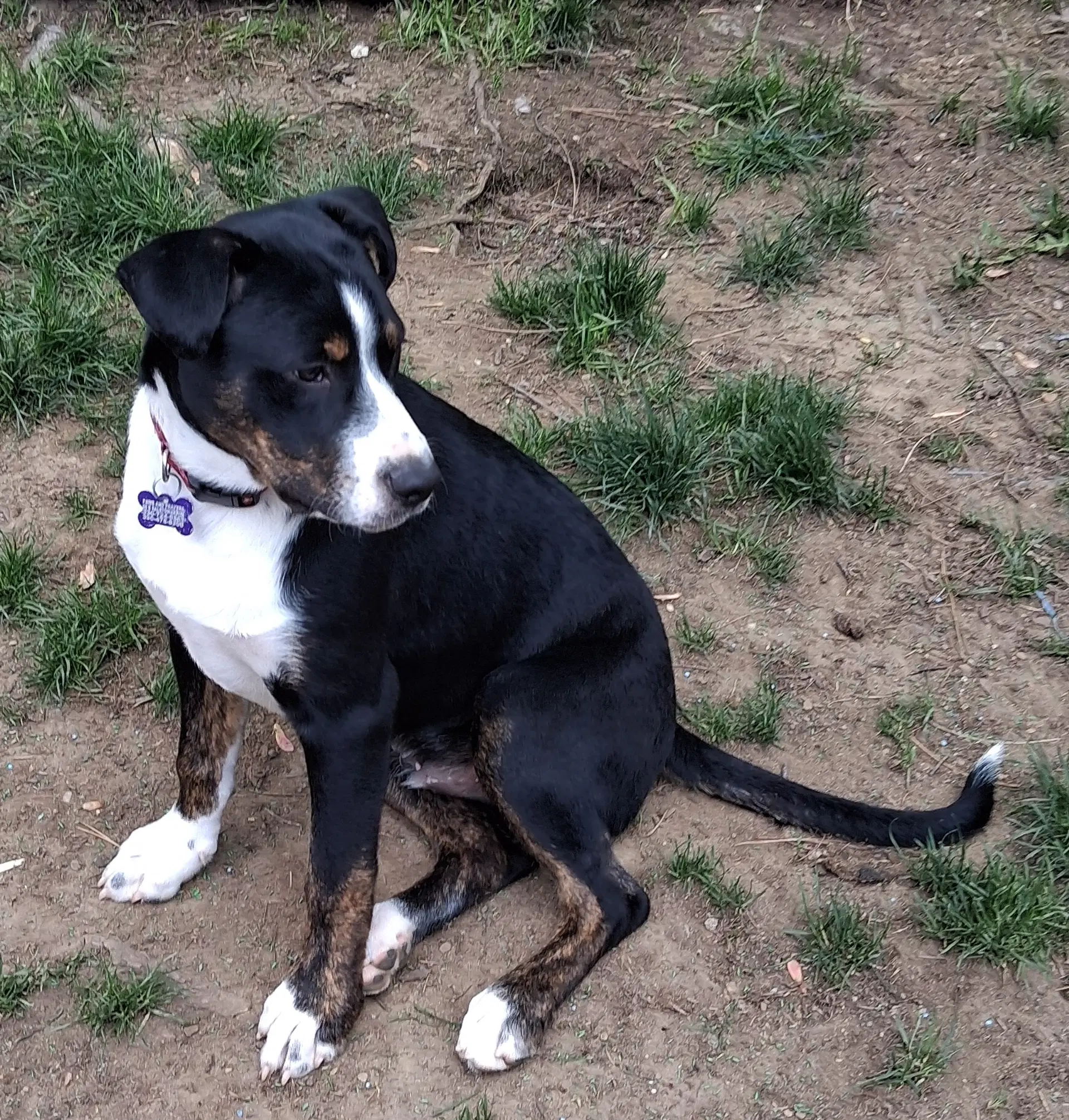 Joey Puppy image 2