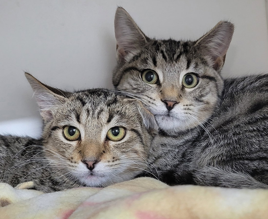 Kitten Brothers Raab and Dico