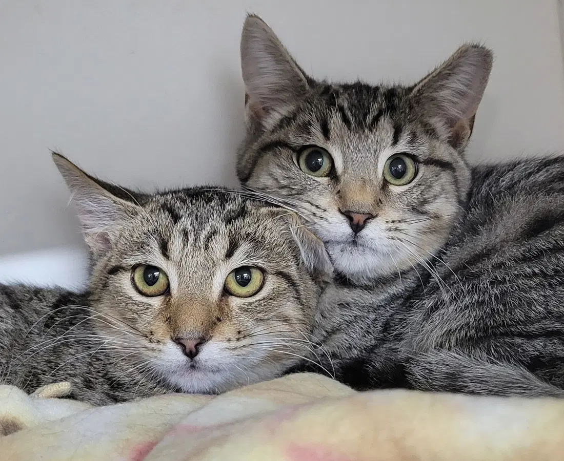 Kitten Brothers Raab And Dico - Domestic Short Hair
