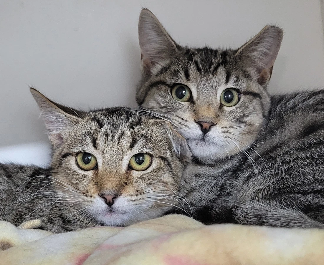 Kitten Brothers Raab And Dico