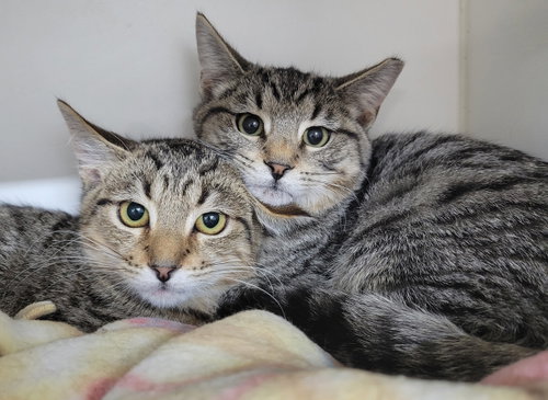 Photo 2 of Kitten Brothers Raab and Dico