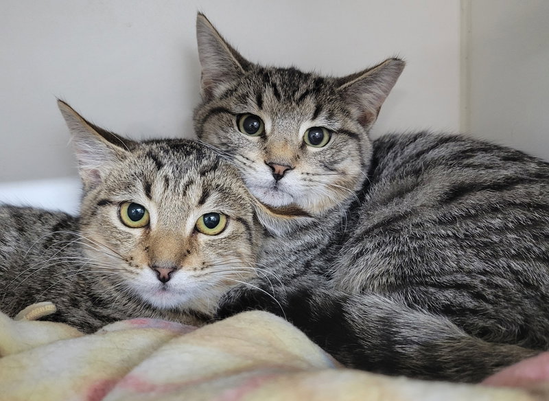 Kitten Brothers Raab and Dico, photo 2
