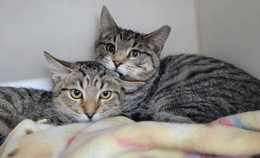 Kitten Brothers Raab And Dico image 3