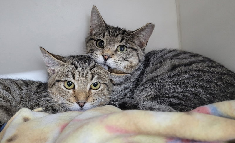 Kitten Brothers Raab and Dico, photo 3