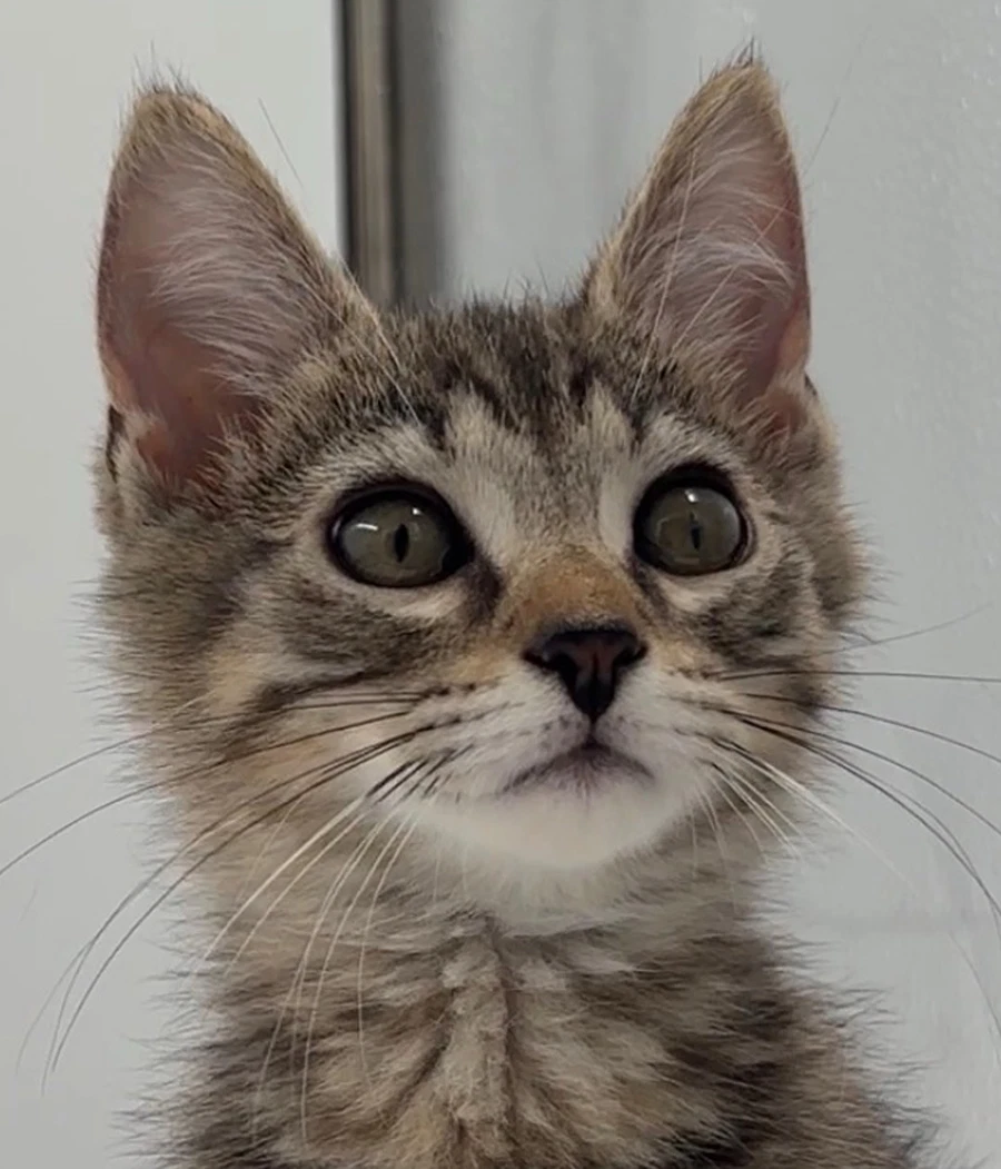 Kitten Kevin