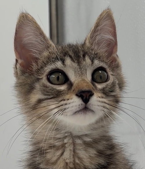Kitten Kevin, a cat for adoption from Paws and Prayers