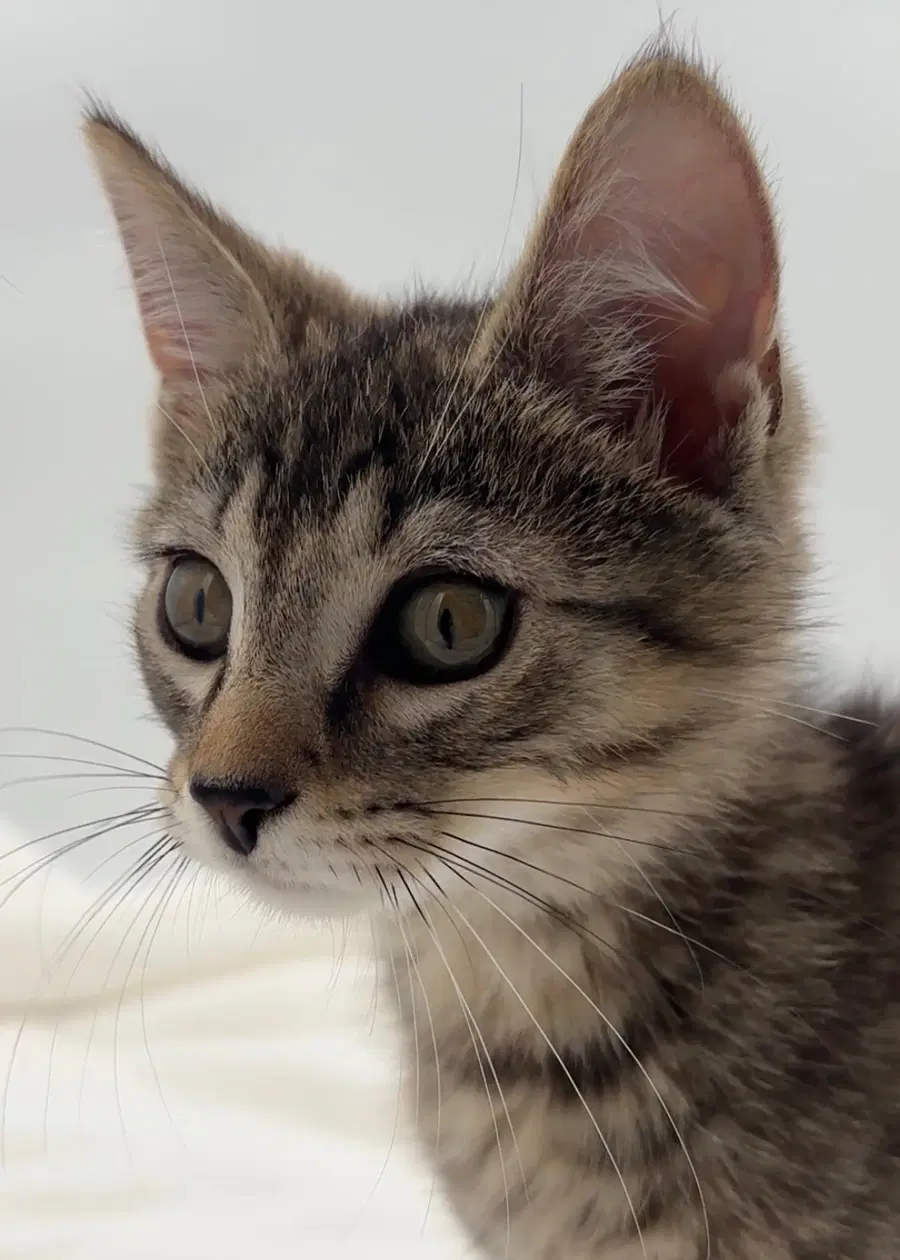 Kitten Kevin image 2