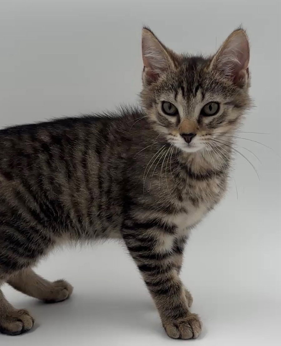 Kitten Kevin, photo 3