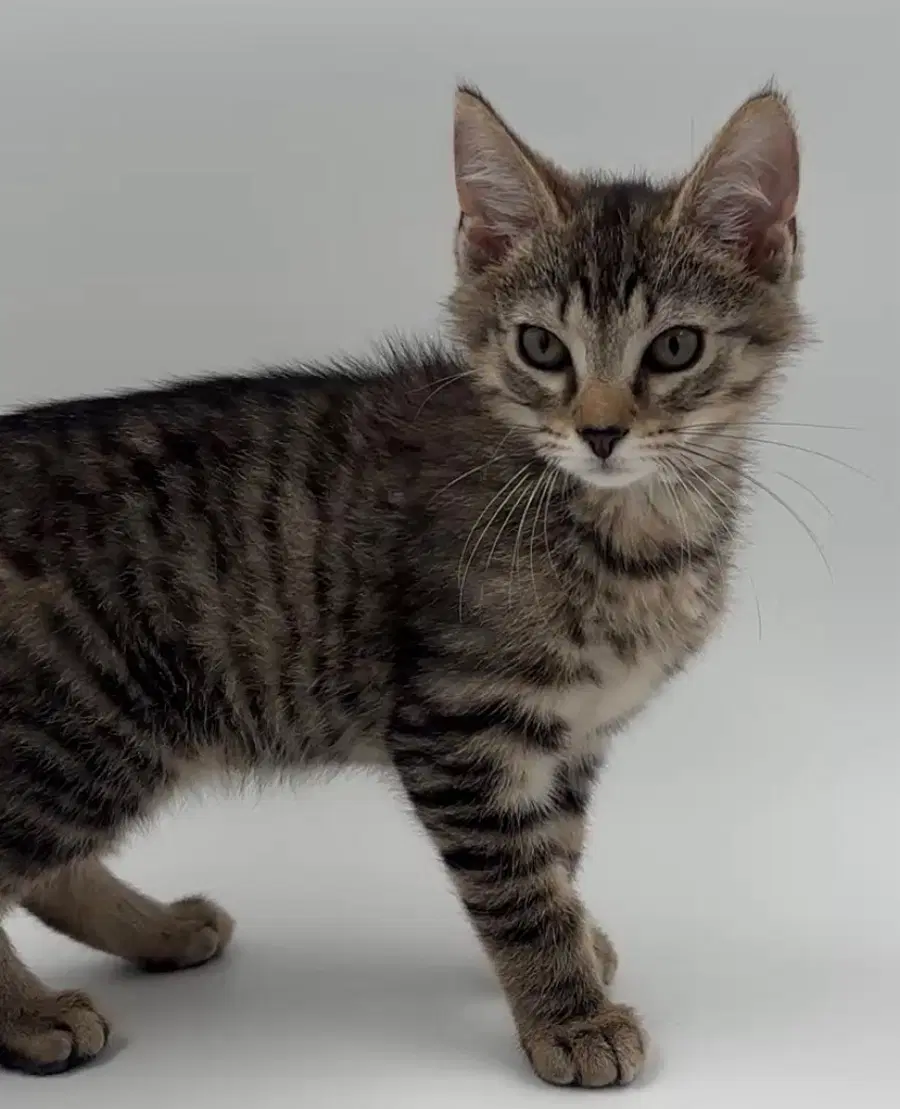 Kitten Kevin image 3