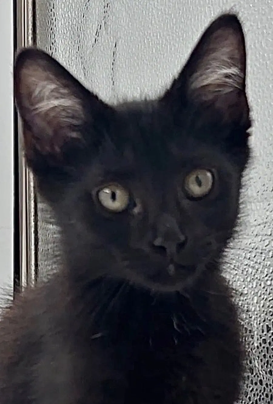 Kitten Howie - Domestic Short Hair