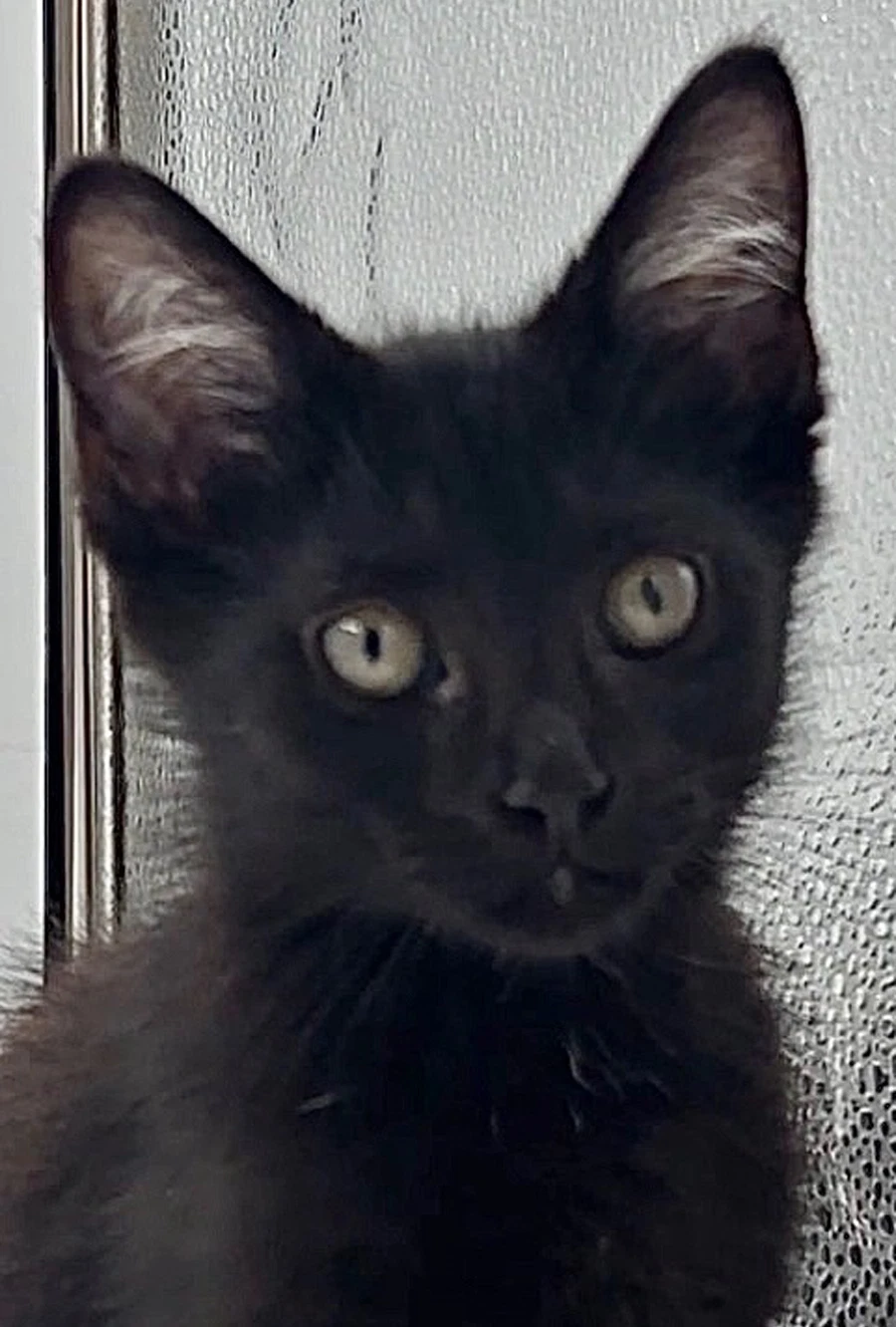 Kitten Howie