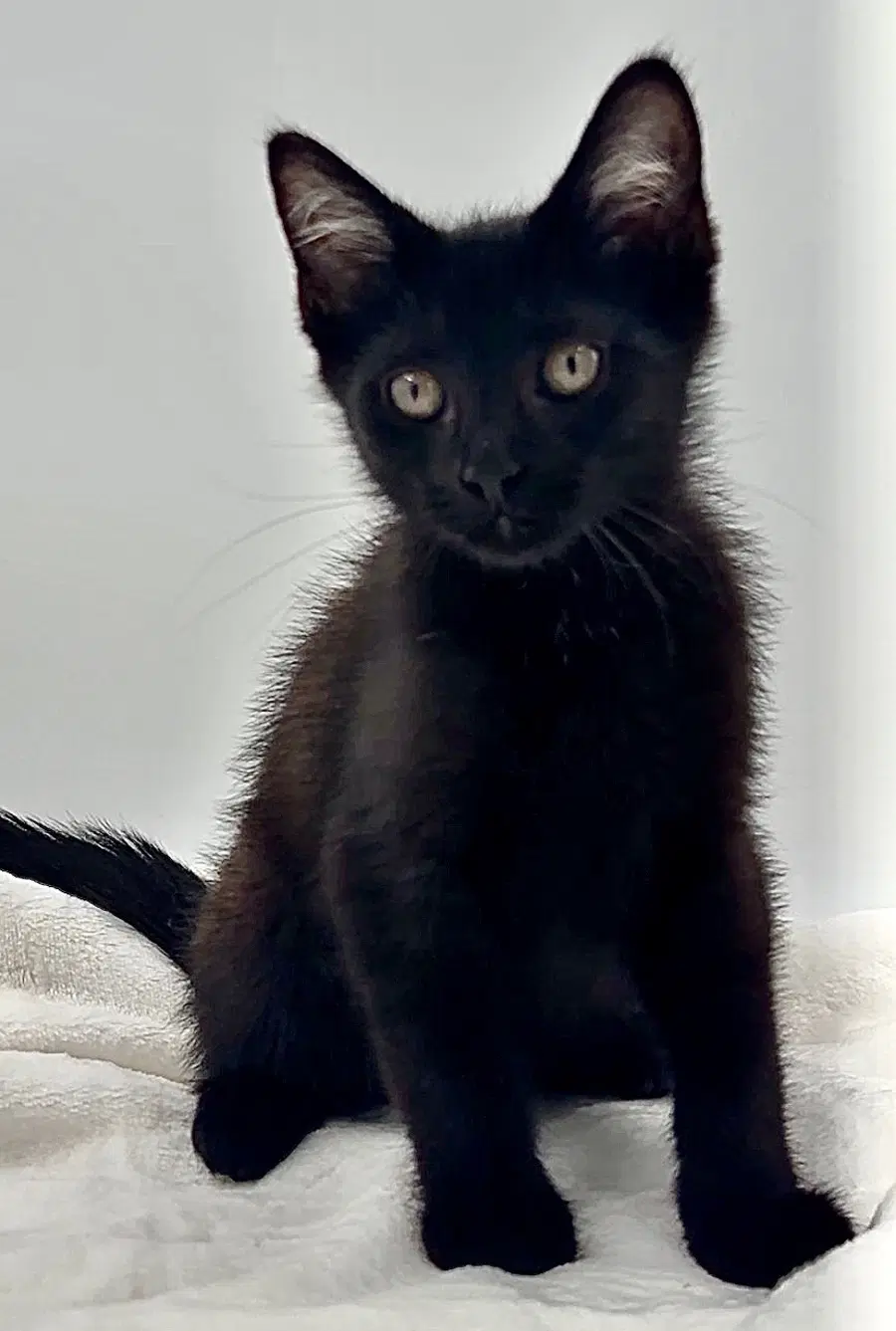 Kitten Howie image 2