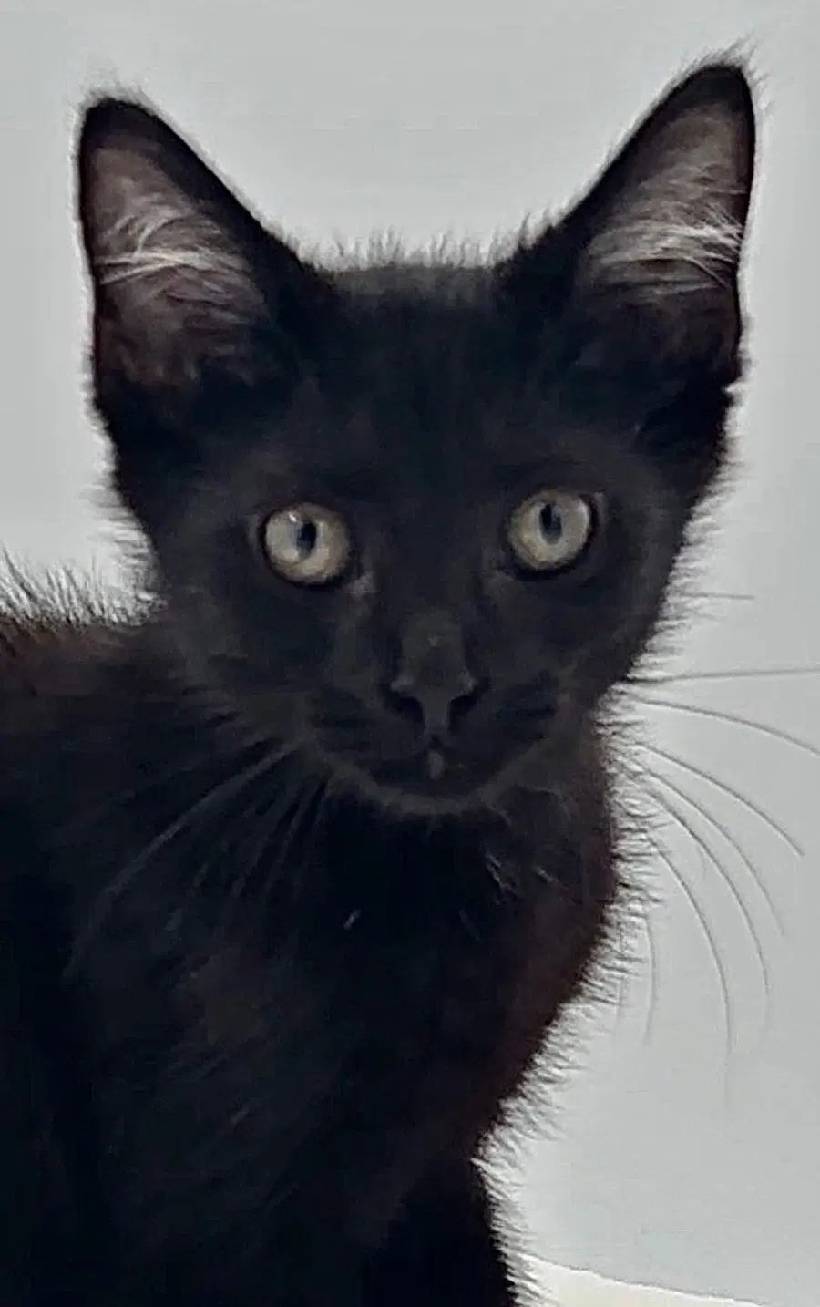 Kitten Howie image 3