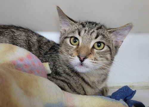 Kitten Raab, a cat for adoption from Paws and Prayers