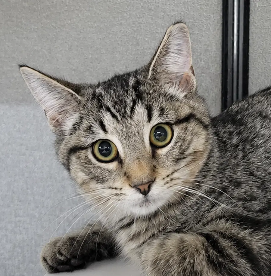 Kitten Dico - Domestic Short Hair