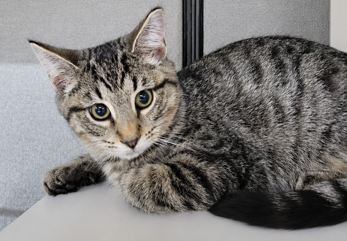 Photo 2 of Kitten Dico