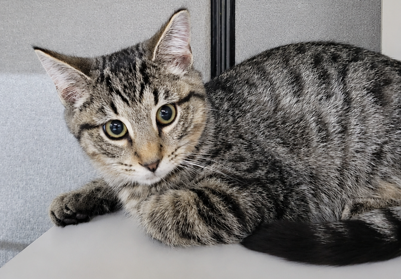 Kitten Dico, photo 2