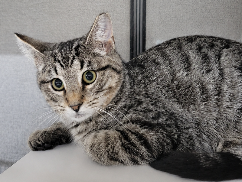 Kitten Dico, photo 3