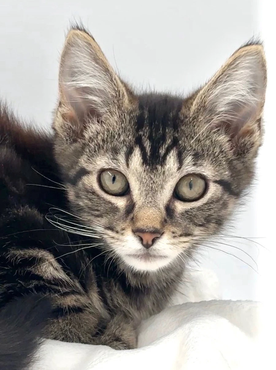 Kitten Nick