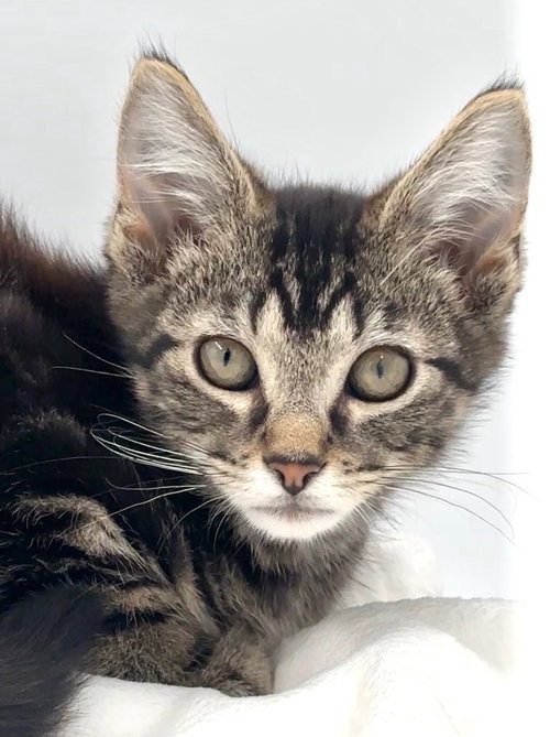 Kitten Nick, a cat for adoption from Paws and Prayers
