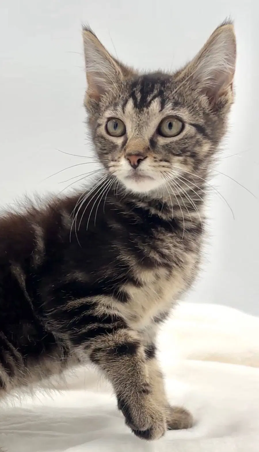 Kitten Nick image 2